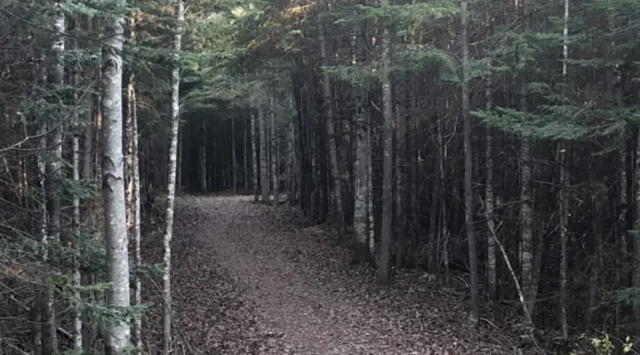 Trail upgrades at Mapleton Park