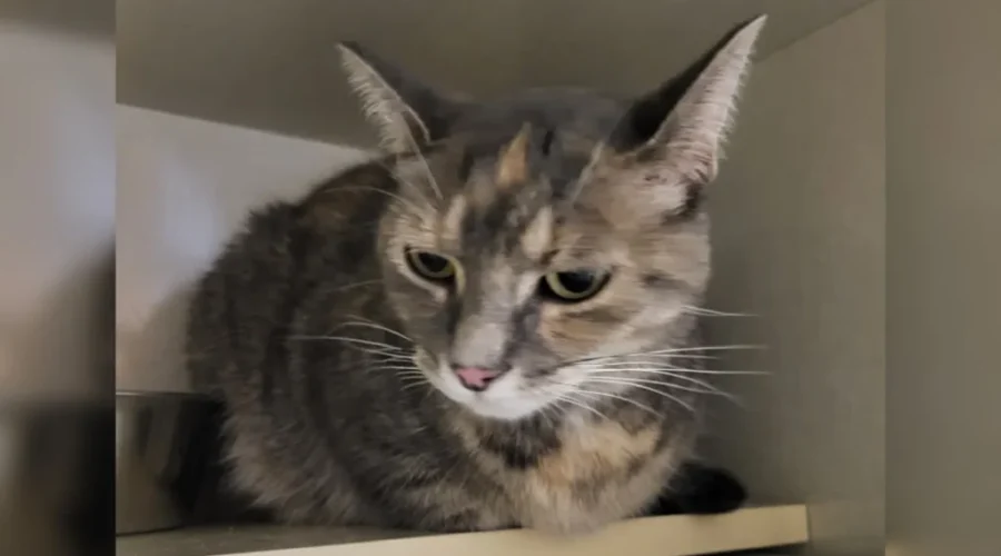 Cat missing from Ottawa area found in Fredericton