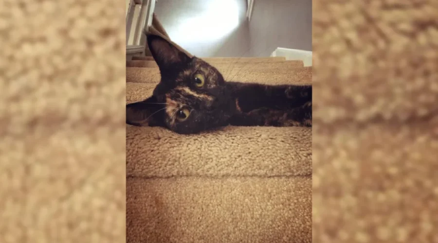 SPCA promotes cat adoption campaign in N.B.