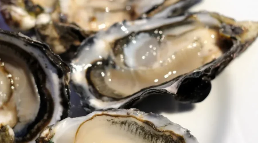 Probe underway after reported illnesses from attendees of PEI Shellfish Festival