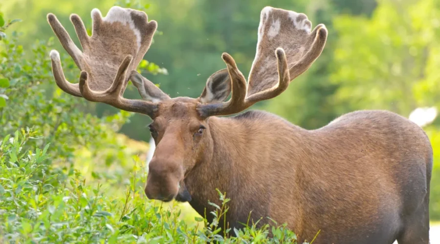Increase in moose harvested during this year’s hunt