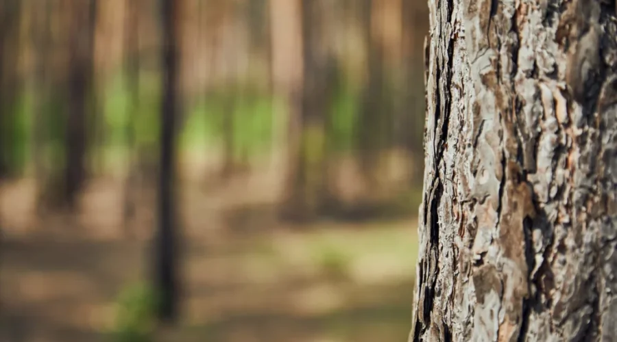 Tree removal and relocation in downtown Moncton