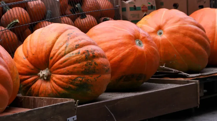 First ever Pumpkin Parade to be held on Saturday