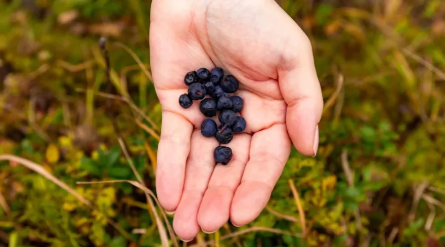 No additional land for wild blueberries on former Tracadie range