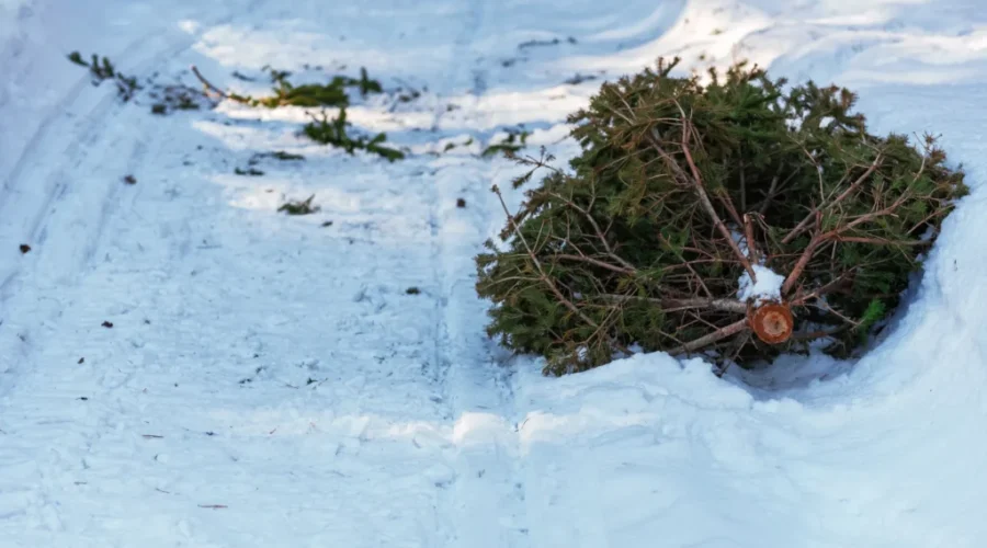 Live Christmas tree disposal in Greater Moncton