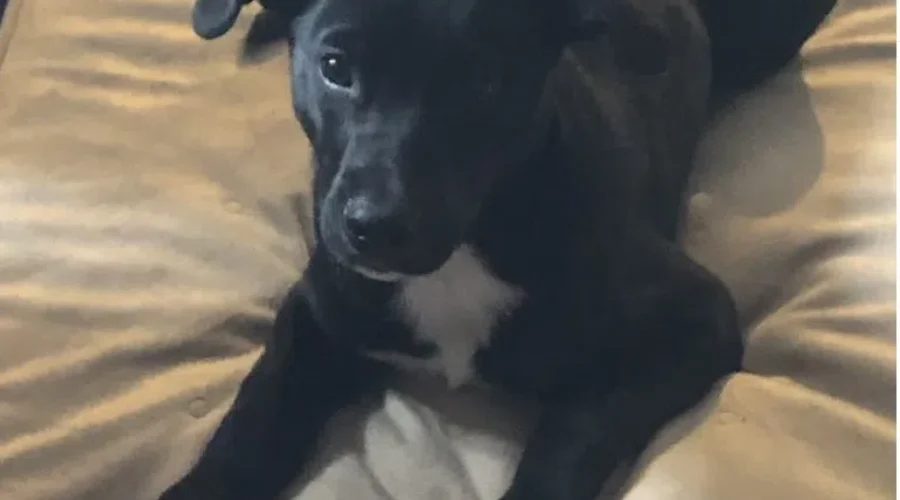 Kent County Animal Rescue cutting services