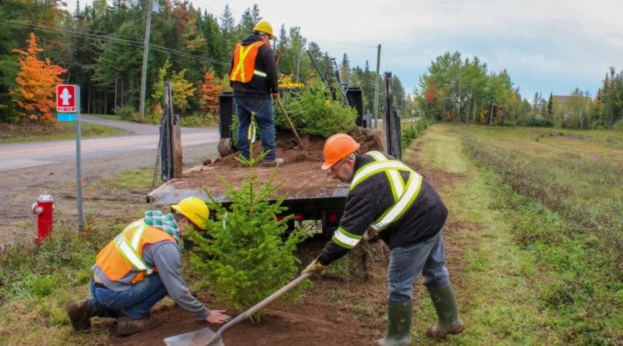 Dieppe’s tree bylaw marks over a year of positive impact