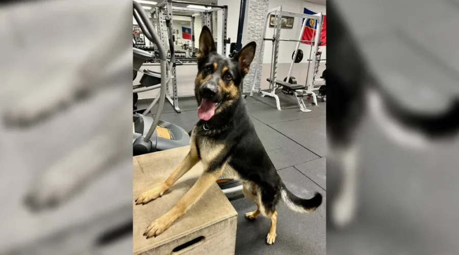RCMP dog passes away suddenly