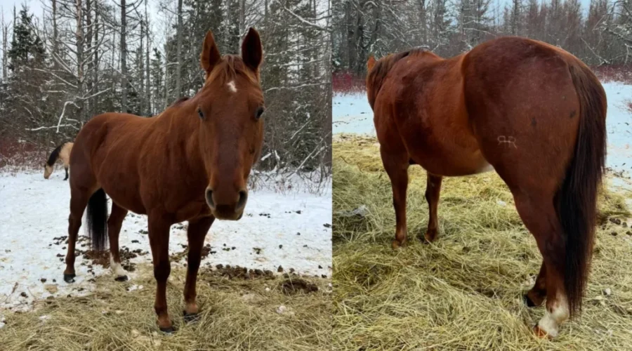 Mounties searching for horse stolen in Hardwicke