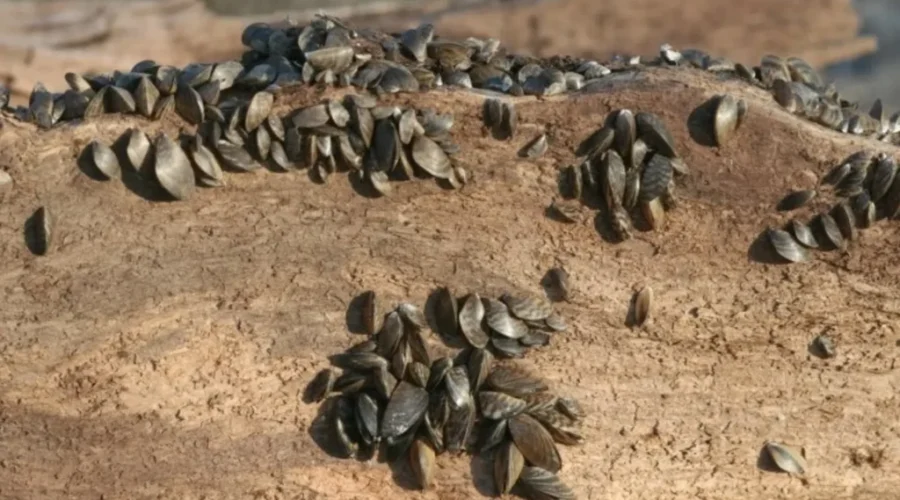 Zebra mussels threaten Saint John River ecosystem, economy