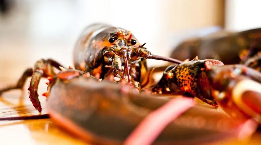 Maritime fishers raise concerns over low lobster prices as spring season begins