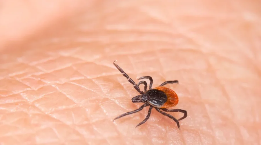 Blacklegged tick numbers rising in N.B., expert says