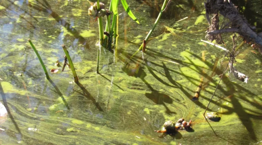 N.B. residents cautioned over blue-green algae blooms