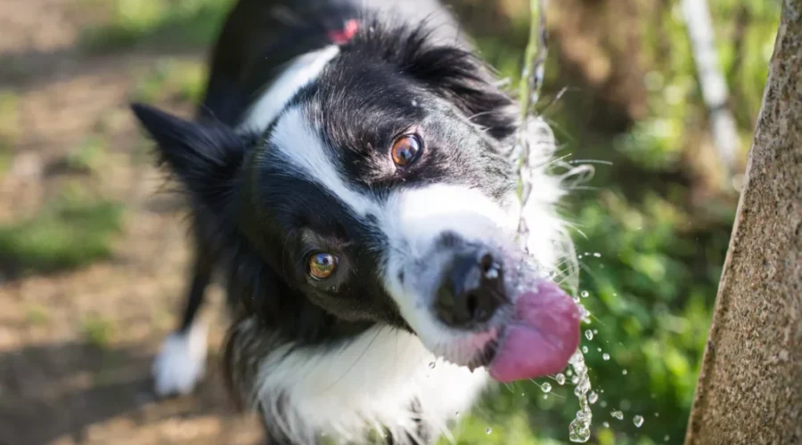 Protecting your pets and livestock from the heat