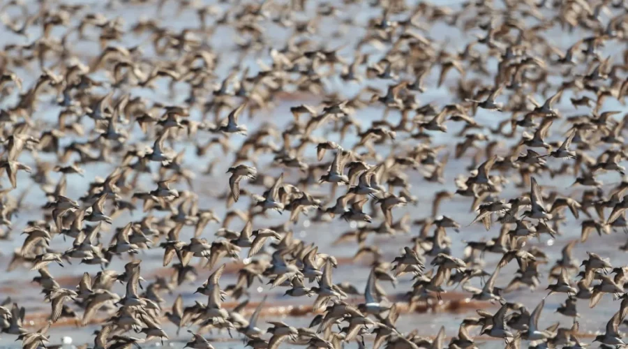 Witness thousands of sandpipers at Interpretive Centre