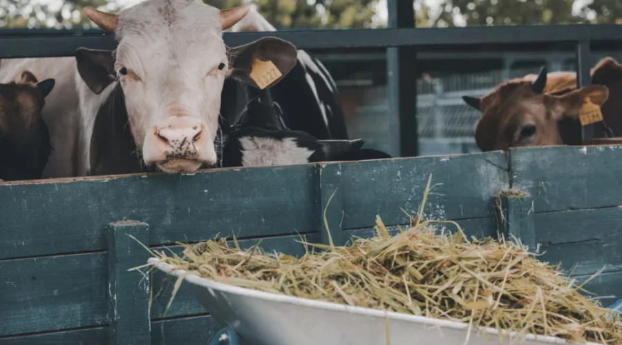 N.B. farmers hit hard by drought and heat