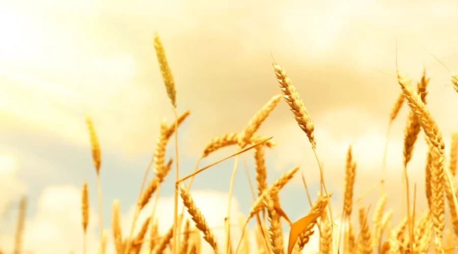 Harvest Fest gets underway in Riverview