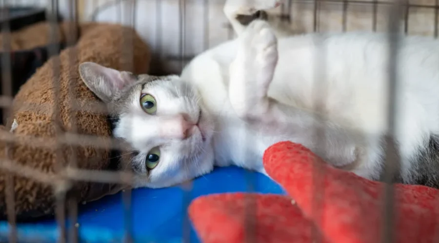 NBSPCA reports record animal protection calls, rising costs