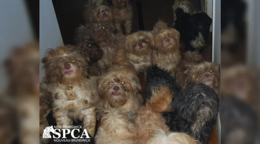 Dozens of animals seized in northeastern N.B.