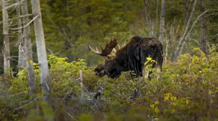 Nature Conservancy of Canada returns to N.B. after decade
