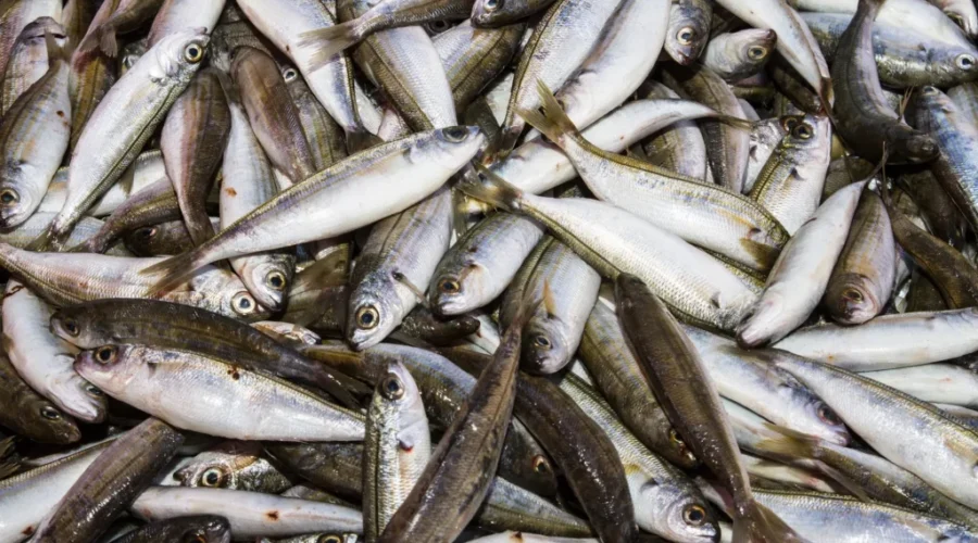 Fishing for new opportunities overseas