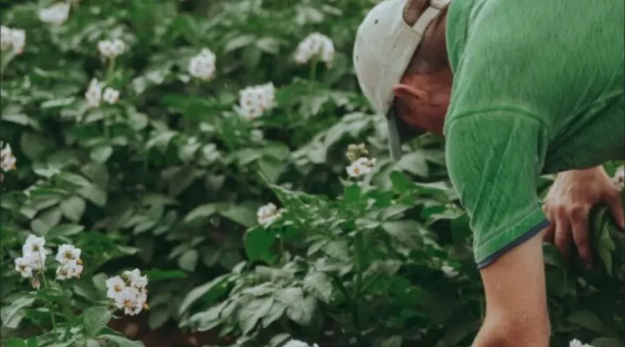 Shared Workforce Program renewed to support N.B. farmers