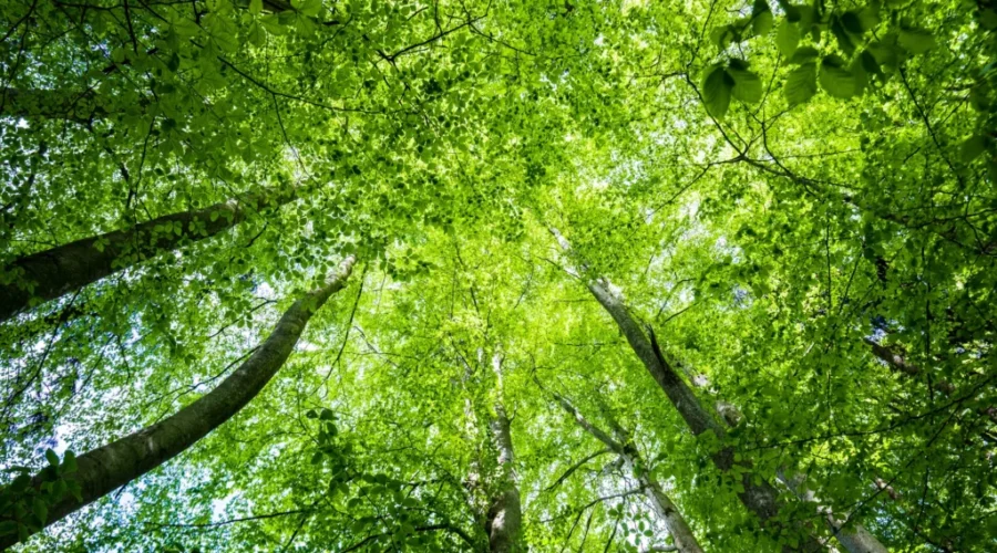 Conservation group says federal budget fails on environment