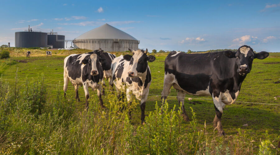 Biogas plant in Penobsquis aims to cut imports, emissions