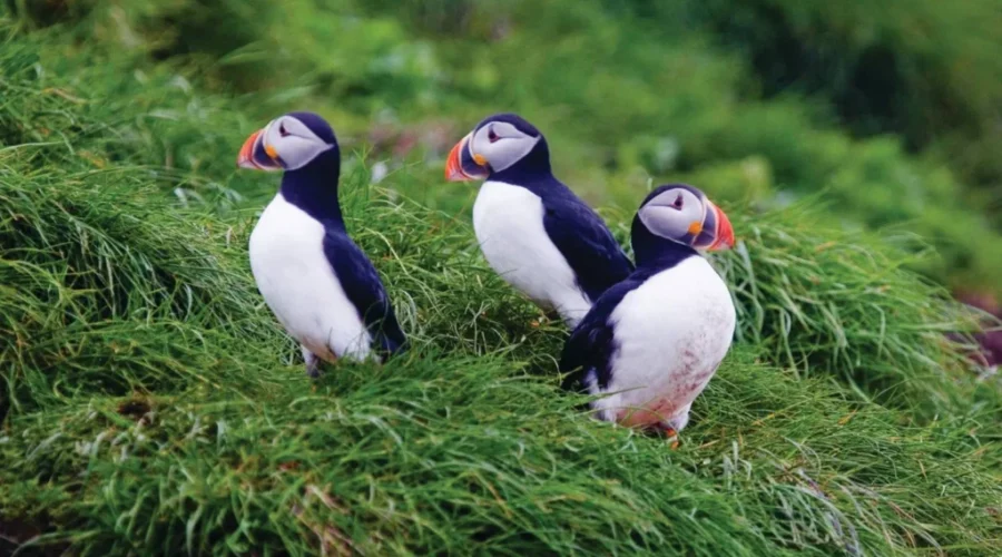 More Canadians donating land for conservation work