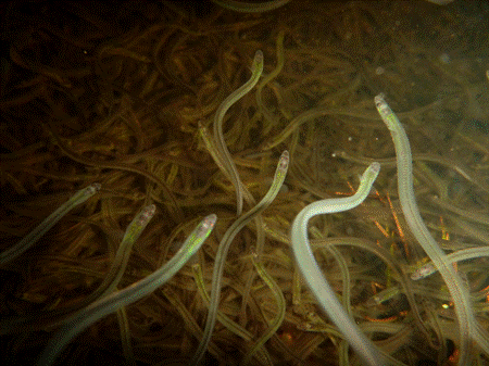 Ottawa won’t list American eel as ‘species at risk’