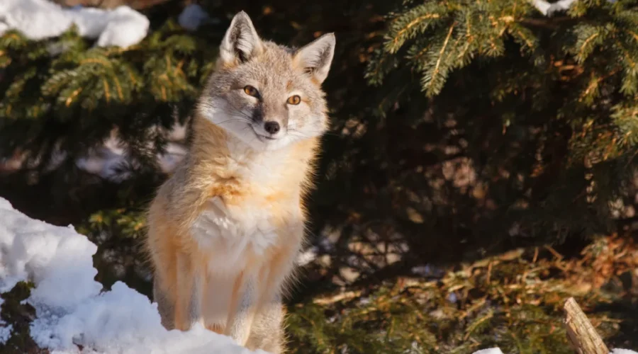 NCC marks 30 years of holiday Green Gifts program