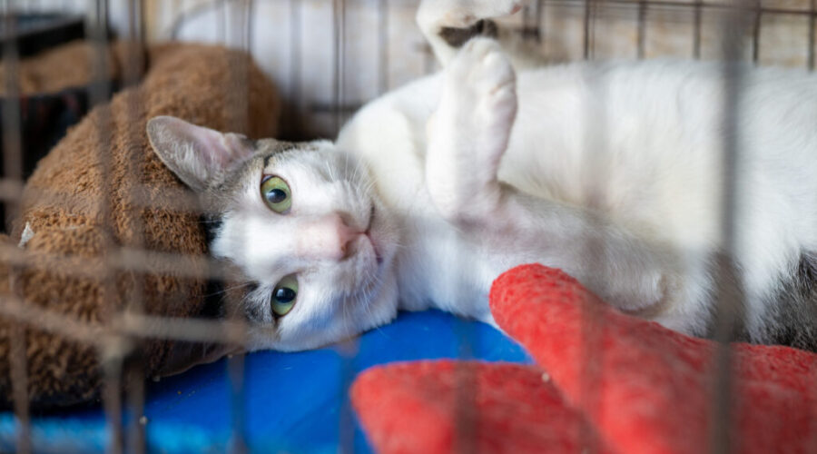 Local animal shelter supporting pet owners facing rising costs