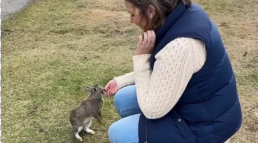 The Famous Grand Manan Bunnies