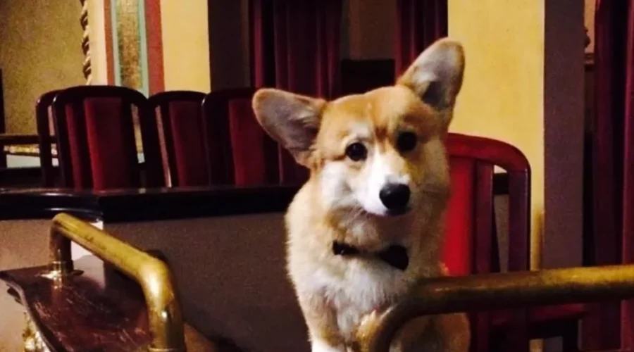 Capitol Theatre loses special furry friend, Kevin the corgi