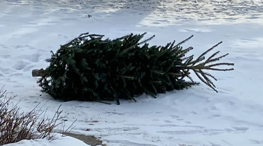 Christmas tree disposal sites in Moncton