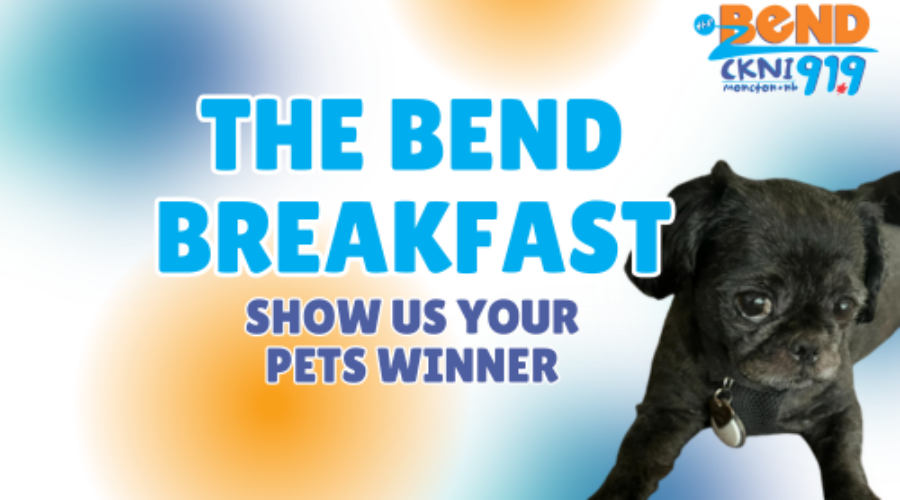 Meet Pixie, Show Us Your Pets Winner