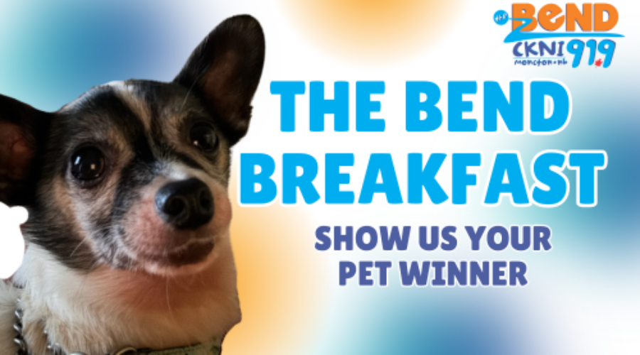 Meet Louie, Show Us Your Pets Winner