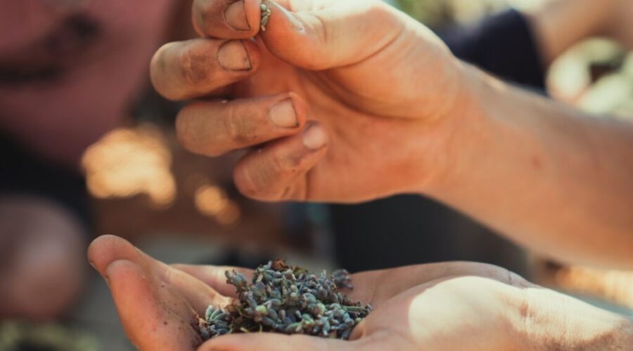 Riverview, home to largest community seed library