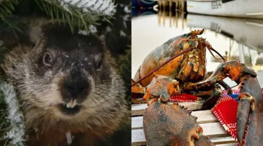 Weather forces major changes to Nova Scotia’s Groundhog Day traditions