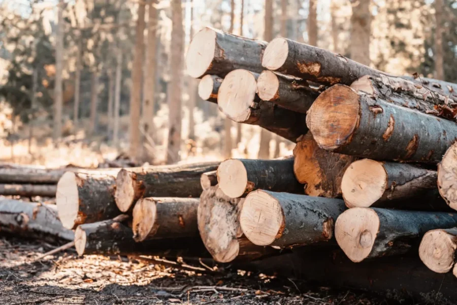 New Podcast Series: Atlantic Canada’s Forest Sector