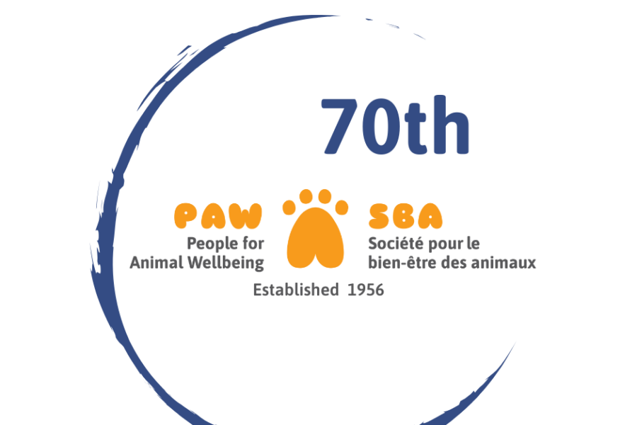 PAW: People for Animal Wellbeing – Meet Rory 