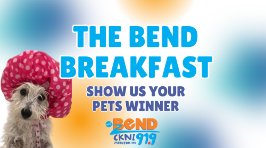 Meet Sophie, Show Us Your Pets Winner!