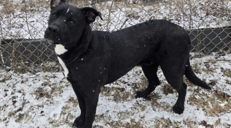 PAW: People for Animal Wellbeing – Meet Angus