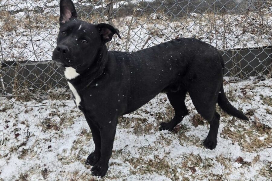 PAW: People for Animal Wellbeing – Meet Angus