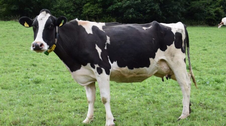 Local farmer disgusted by provincial vet services decision