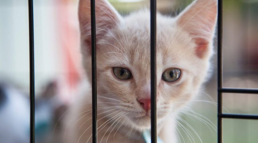 Record for response, but fewer animals seized, NBSPCA