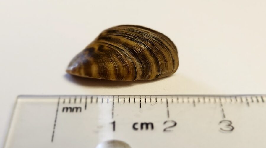 Invasive Zebra mussel colonization confirmed in Wolastoq / Saint John River