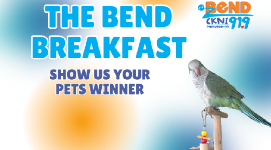 Meet Finn, Show Us Your Pets Winner