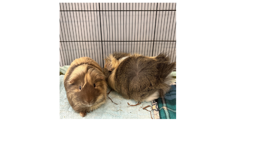 PAWS: Meet George and Nouki