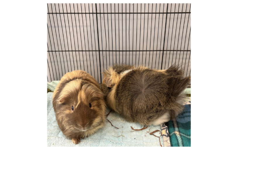 PAWS: Meet George and Nouki